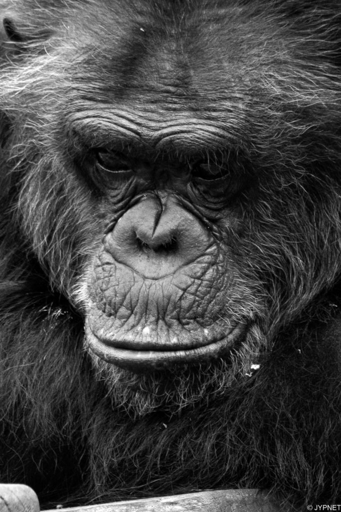 Regard de chimpanzé